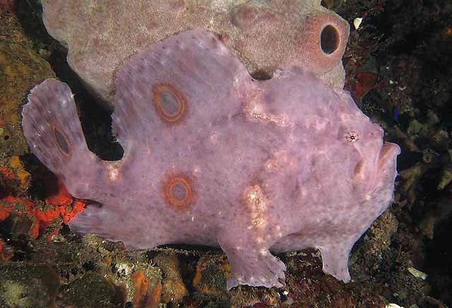 Ocellated Frogfish